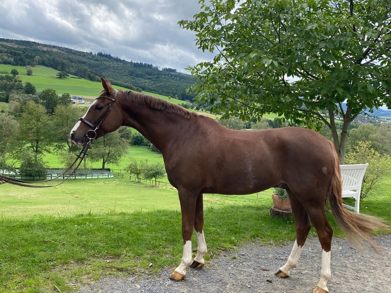 Deutsches Reitpony Wallach 8 Jahre 148 cm Fuchs in Schmallenberg
