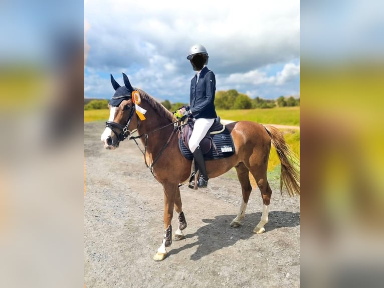 Deutsches Reitpony Wallach 8 Jahre 148 cm Fuchs in Schmallenberg