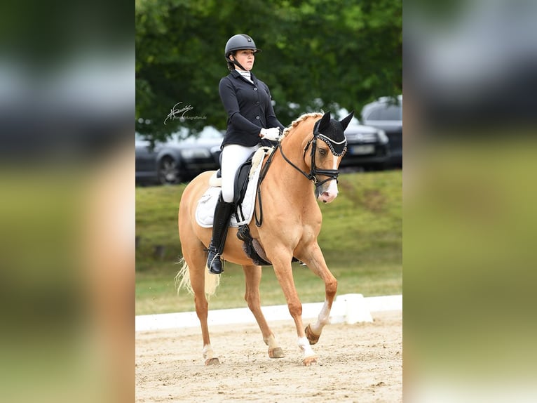 Deutsches Reitpony Wallach 8 Jahre 148 cm Palomino in Hambach