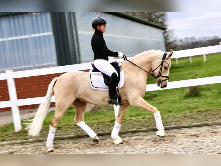 Deutsches Reitpony Wallach 8 Jahre 148 cm Palomino in Recke, bei Osnabrück