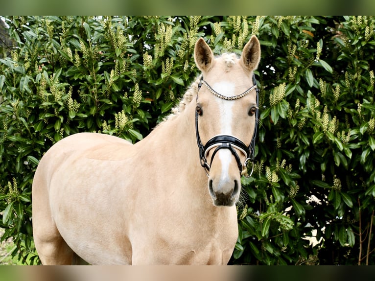 Deutsches Reitpony Wallach 8 Jahre 148 cm Palomino in Recke, bei Osnabrück