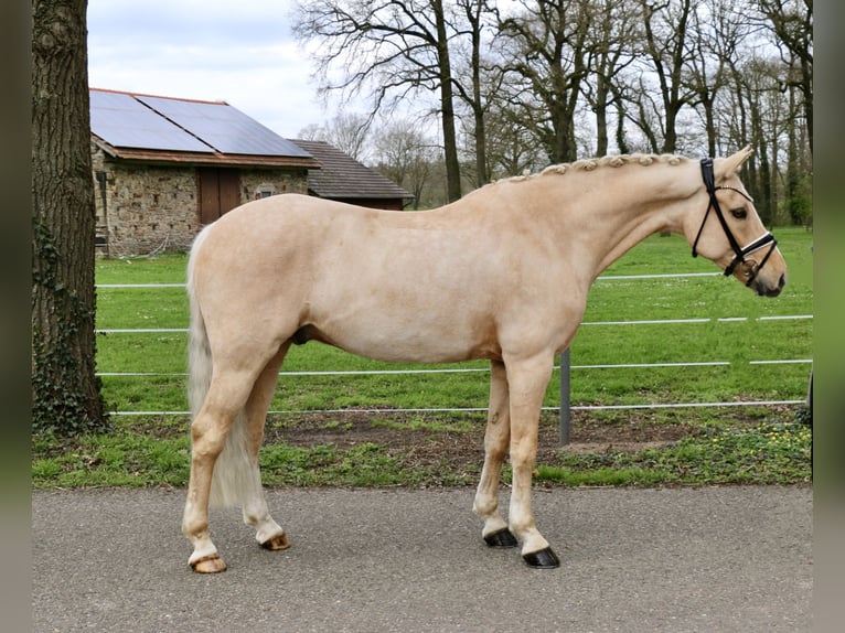 Deutsches Reitpony Wallach 8 Jahre 148 cm Palomino in Recke, bei Osnabrück