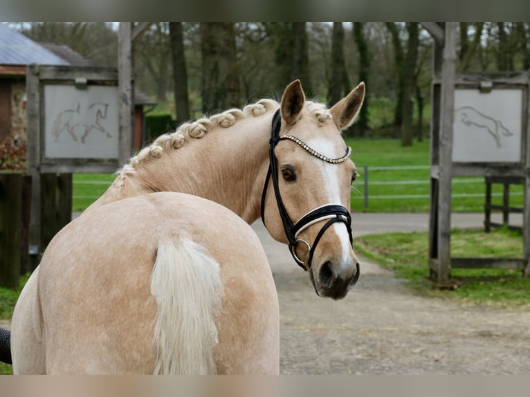 Deutsches Reitpony Wallach 8 Jahre 148 cm Palomino in Recke, bei Osnabrück