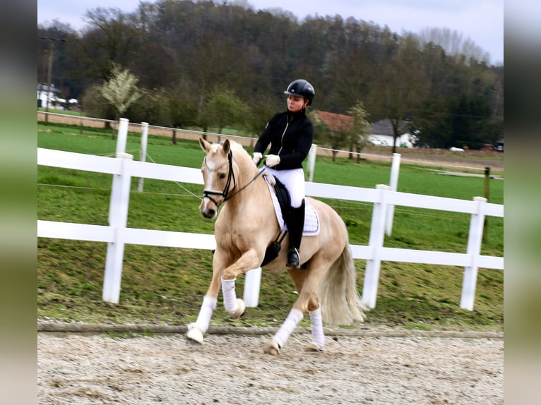 Deutsches Reitpony Wallach 8 Jahre 148 cm Palomino in Recke, bei Osnabrück