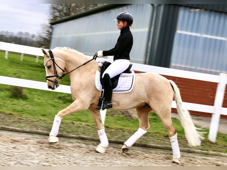 Deutsches Reitpony Wallach 8 Jahre 148 cm Palomino in Recke, bei Osnabrück