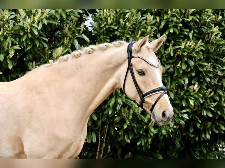 Deutsches Reitpony Wallach 8 Jahre 148 cm Palomino in Recke, bei Osnabrück