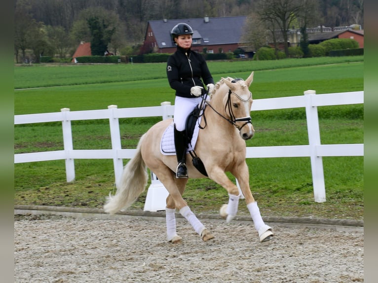 Deutsches Reitpony Wallach 8 Jahre 148 cm Palomino in Recke, bei Osnabrück