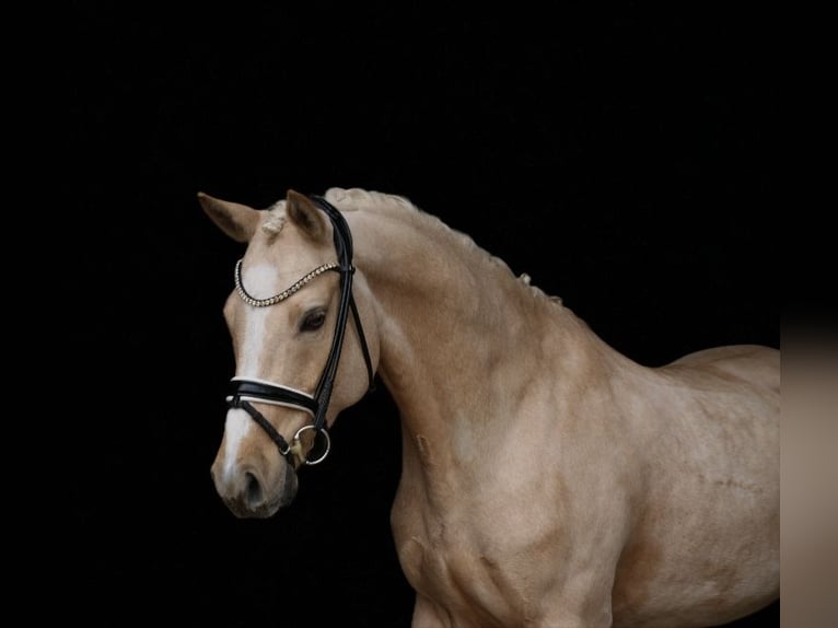 Deutsches Reitpony Wallach 8 Jahre 148 cm Palomino in Recke, bei Osnabrück