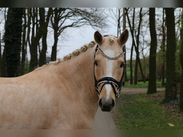 Deutsches Reitpony Wallach 8 Jahre 148 cm Palomino in Recke, bei Osnabrück