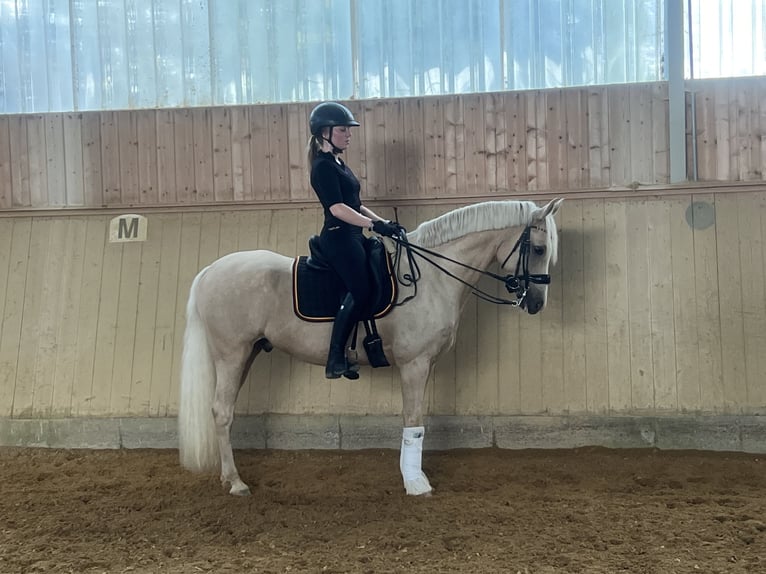 Deutsches Reitpony Wallach 8 Jahre 148 cm Palomino in Holzgünz