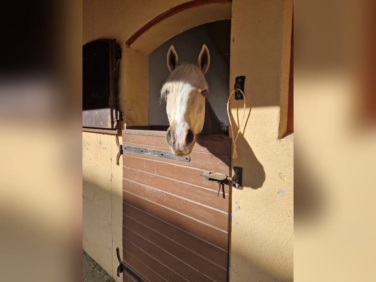 Deutsches Reitpony Wallach 8 Jahre 148 cm Palomino in Holzgünz