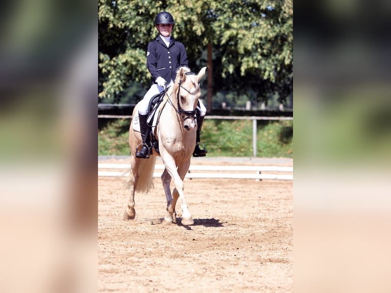 Deutsches Reitpony Wallach 8 Jahre 148 cm Palomino in Holzgünz