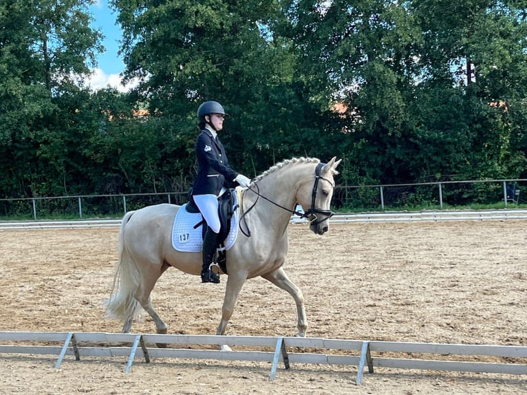 Deutsches Reitpony Wallach 8 Jahre 148 cm Palomino in Holzgünz