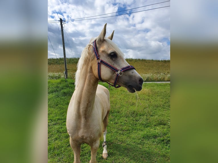 Deutsches Reitpony Wallach 8 Jahre 148 cm Palomino in Holzgünz