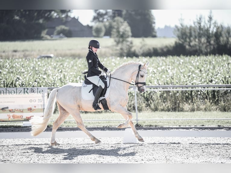 Deutsches Reitpony Wallach 8 Jahre 148 cm Palomino in Holzgünz