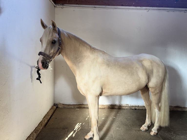 Deutsches Reitpony Wallach 8 Jahre 148 cm Palomino in Holzgünz