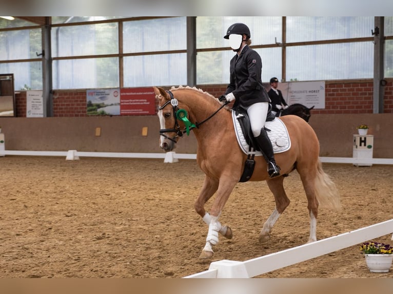 Deutsches Reitpony Wallach 8 Jahre 148 cm Palomino in Rees