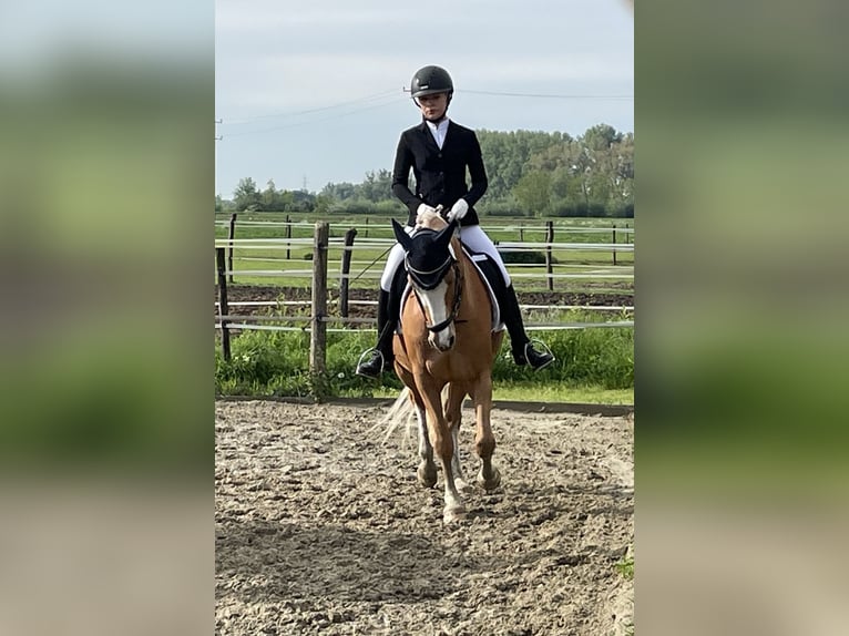 Deutsches Reitpony Wallach 8 Jahre 148 cm Palomino in Rees