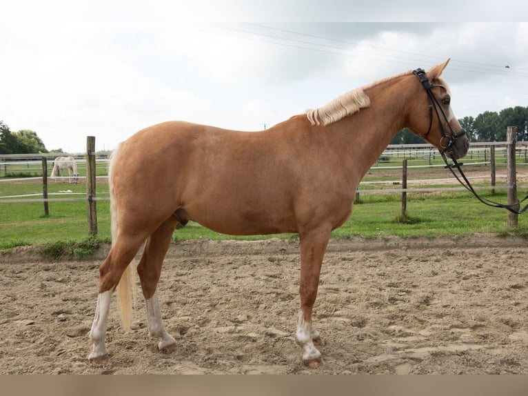 Deutsches Reitpony Wallach 8 Jahre 148 cm Palomino in Rees