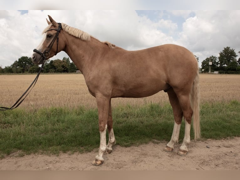 Deutsches Reitpony Wallach 8 Jahre 148 cm Palomino in Rees