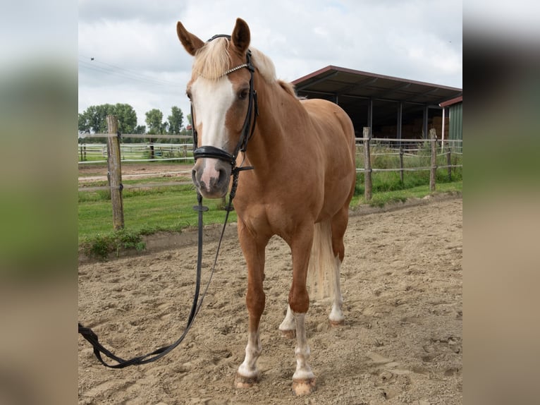Deutsches Reitpony Wallach 8 Jahre 148 cm Palomino in Rees