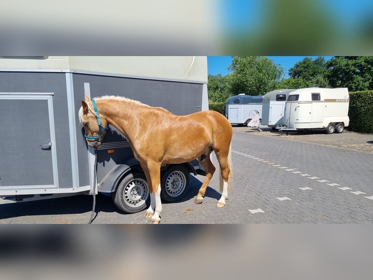 Deutsches Reitpony Wallach 8 Jahre 148 cm Palomino in Mönchengladbach