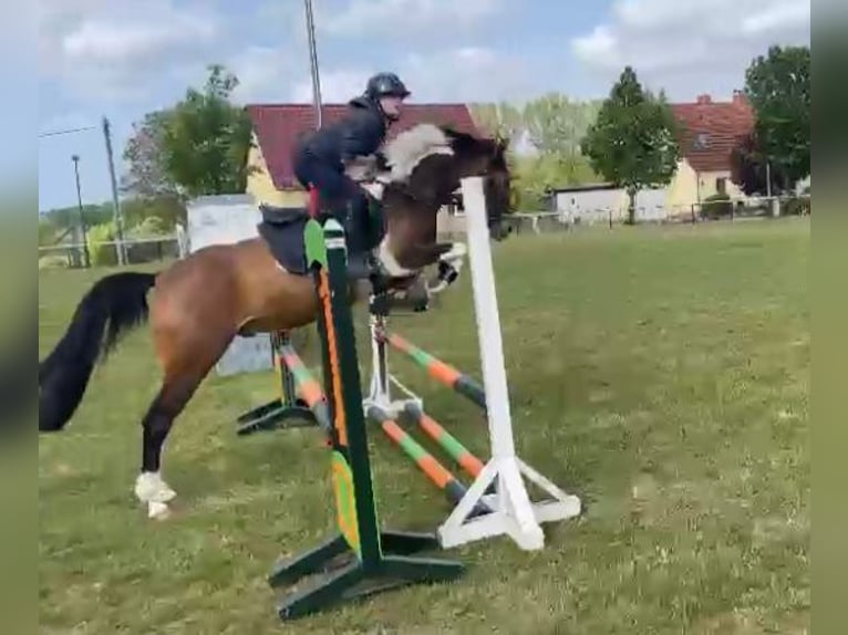 Deutsches Reitpony Wallach 8 Jahre 148 cm Schecke in Diedrichshagen