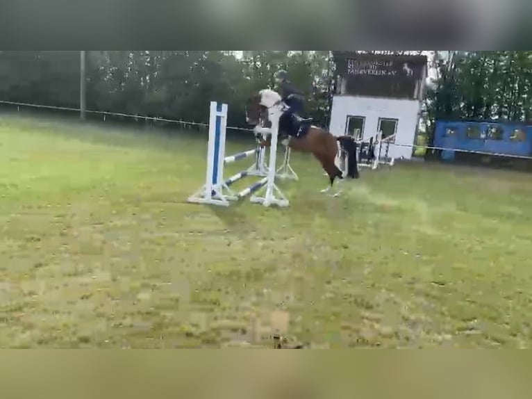 Deutsches Reitpony Wallach 8 Jahre 148 cm Schecke in Diedrichshagen