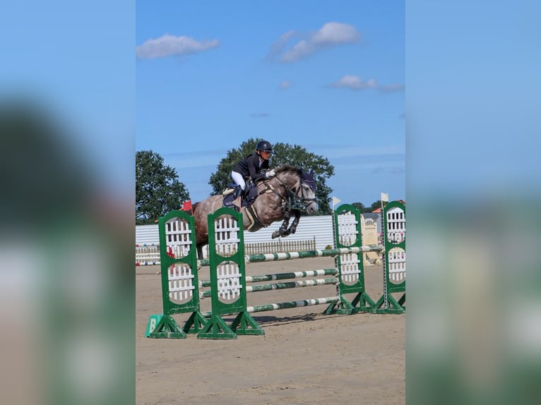 Deutsches Reitpony Wallach 8 Jahre 148 cm Schimmel in Krumstedt