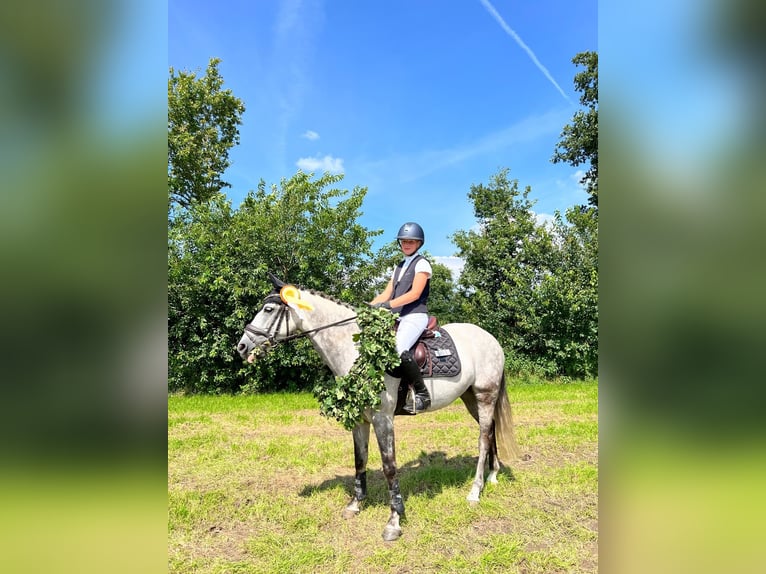 Deutsches Reitpony Wallach 8 Jahre 148 cm Schimmel in Krumstedt