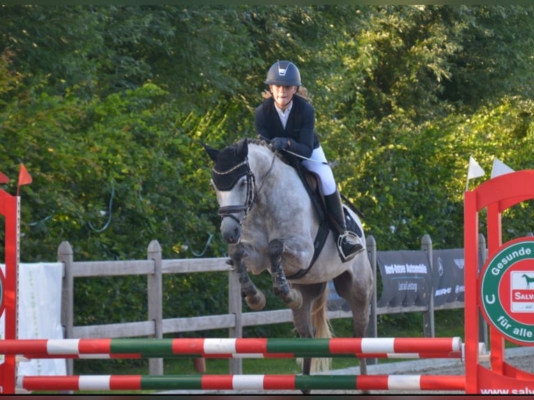 Deutsches Reitpony Wallach 8 Jahre 148 cm Schimmel in Krumstedt