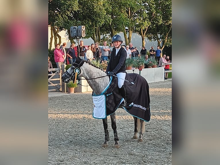 Deutsches Reitpony Wallach 8 Jahre 148 cm Schimmel in Krumstedt