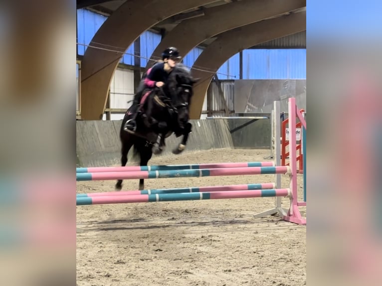 Deutsches Reitpony Wallach 8 Jahre 148 cm Schwarzbrauner in Wittmund
