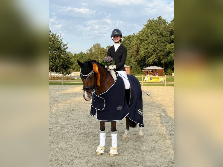 Deutsches Reitpony Wallach 8 Jahre 149 cm Brauner in Rosengarten