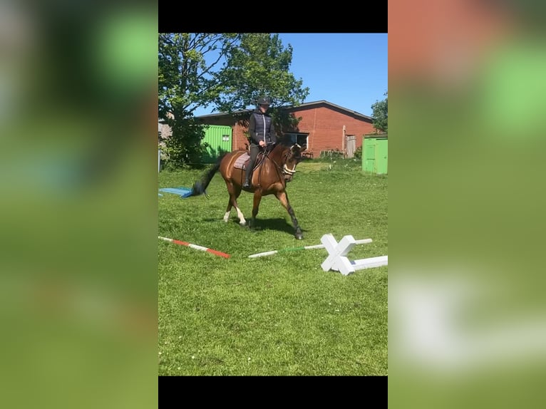 Deutsches Reitpony Wallach 8 Jahre 150 cm Brauner in Breklum