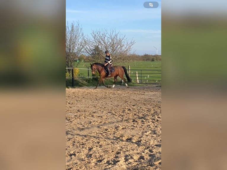 Deutsches Reitpony Wallach 8 Jahre 150 cm Brauner in Breklum