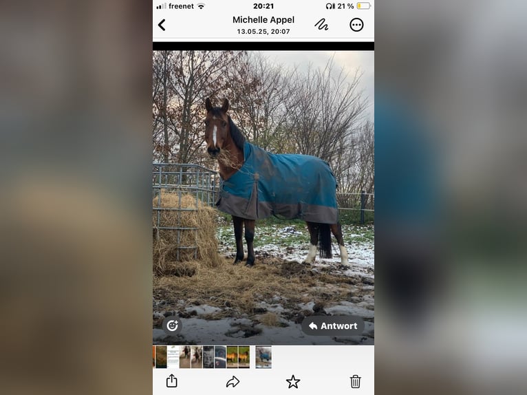 Deutsches Reitpony Wallach 8 Jahre 150 cm Brauner in Breklum
