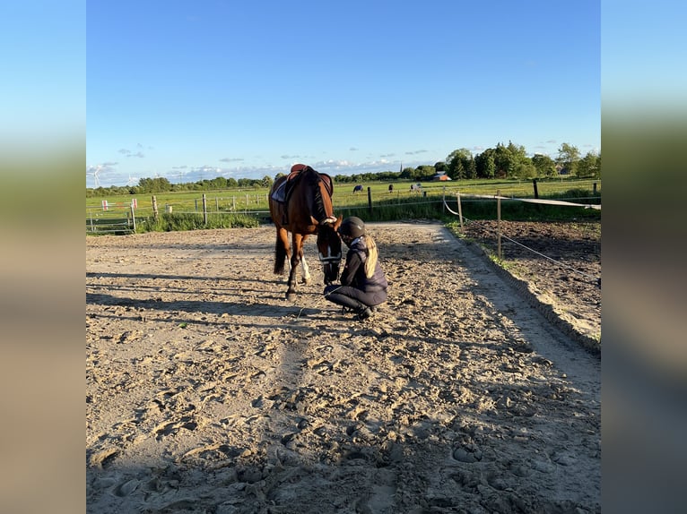 Deutsches Reitpony Wallach 8 Jahre 150 cm Brauner in Breklum