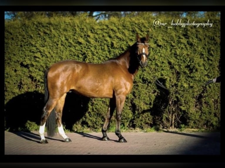 Deutsches Reitpony Wallach 8 Jahre 150 cm Brauner in Breklum