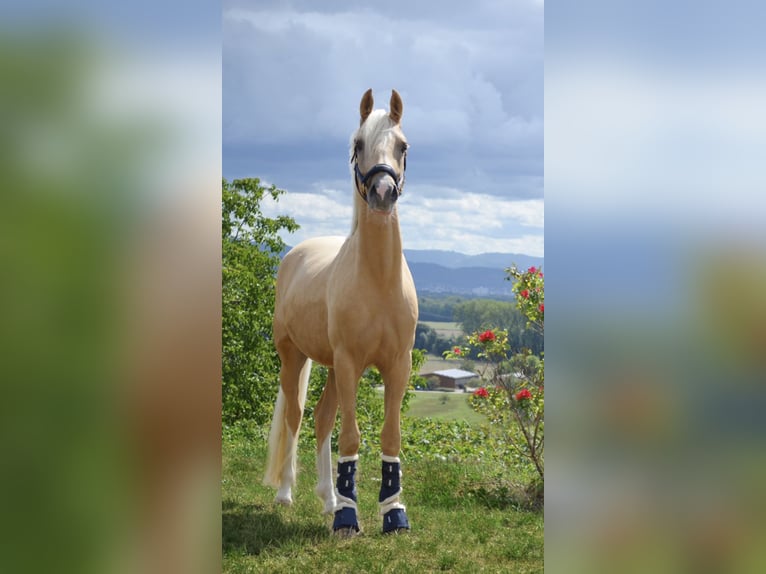 Deutsches Reitpony Wallach 8 Jahre 151 cm Palomino in Welver