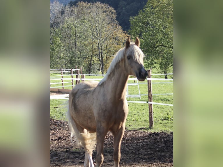 Deutsches Reitpony Wallach 8 Jahre 151 cm Palomino in Welver