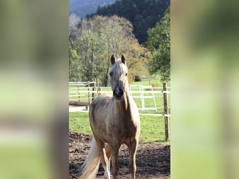 Deutsches Reitpony Wallach 8 Jahre 151 cm Palomino in Welver