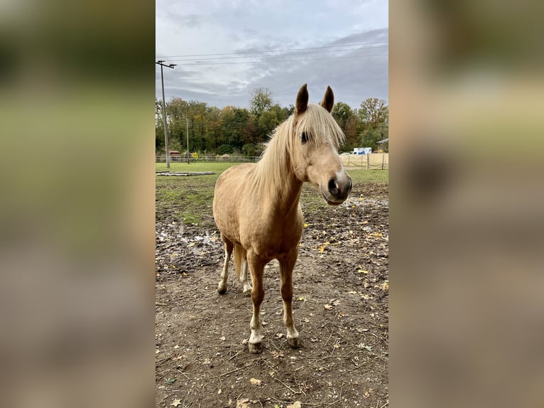 Deutsches Reitpony Wallach 8 Jahre 151 cm Palomino in Welver