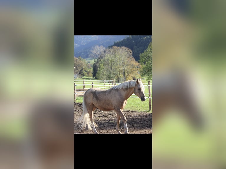 Deutsches Reitpony Wallach 8 Jahre 151 cm Palomino in Welver