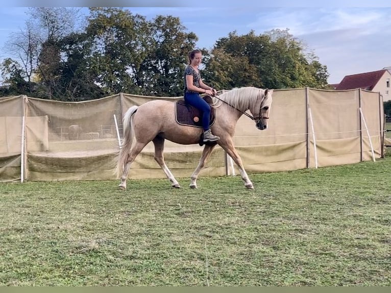 Deutsches Reitpony Wallach 8 Jahre 151 cm Palomino in Welver