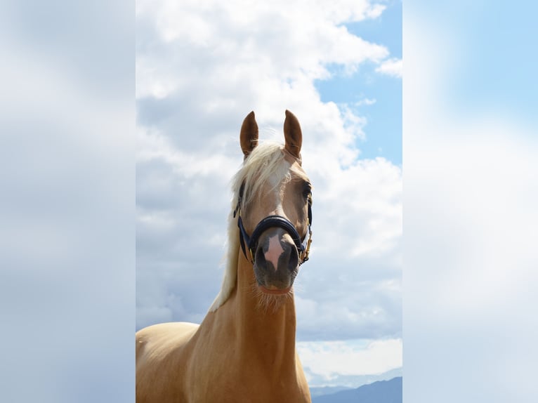 Deutsches Reitpony Wallach 8 Jahre 151 cm Palomino in Welver