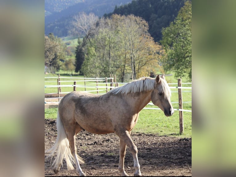 Deutsches Reitpony Wallach 8 Jahre 151 cm Palomino in Welver