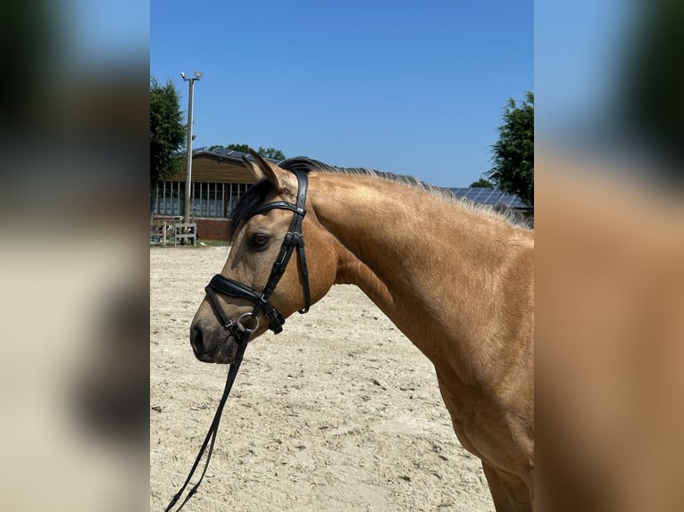 Deutsches Reitpony Wallach 8 Jahre 152 cm Buckskin in Ibbenb&#xFC;ren