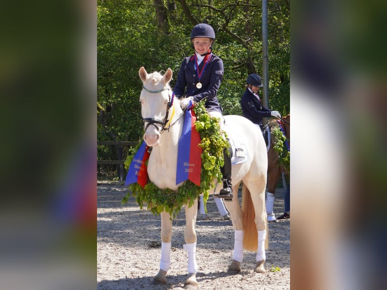 Deutsches Reitpony Wallach 8 Jahre 152 cm Cremello in Wardenburg