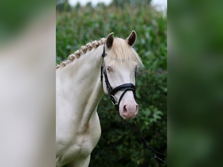 Deutsches Reitpony Wallach 8 Jahre 152 cm Cremello in Wardenburg